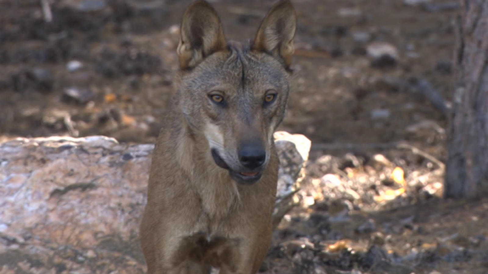 El escarabajo verde - Pastando con lobos - RTVE.es