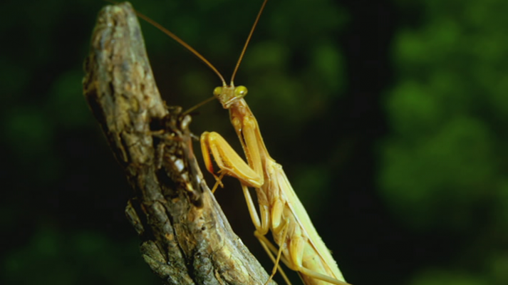 Otros documentales - Selvas en el mar. Laurisilva de Canarias