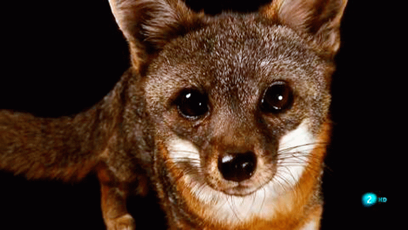 Joel fotografia arte fauna #AventuraSaberNaturaleza