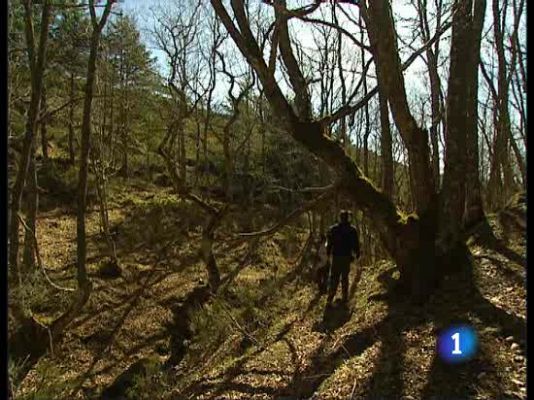 Ciencia y tecnología en Rtve.es - Encuentran un oso pardo decapitado