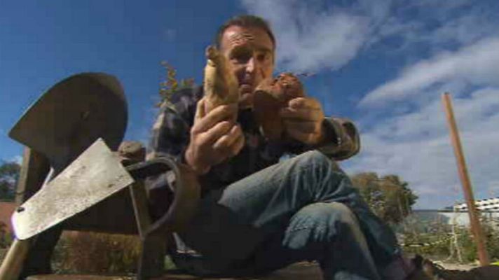 Aquí la Tierra - Entre boniatos y batatas... ¿o es lo mismo?