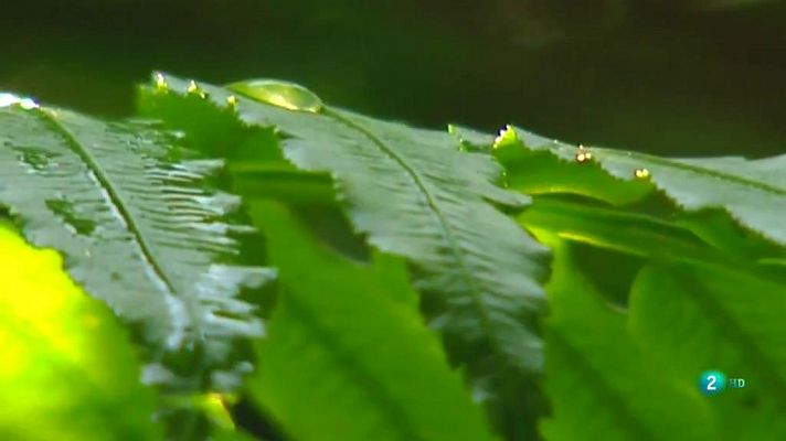 La 2 Noticias - El futuro de la humanidad en nuestras manos #40AñosDeConstitución