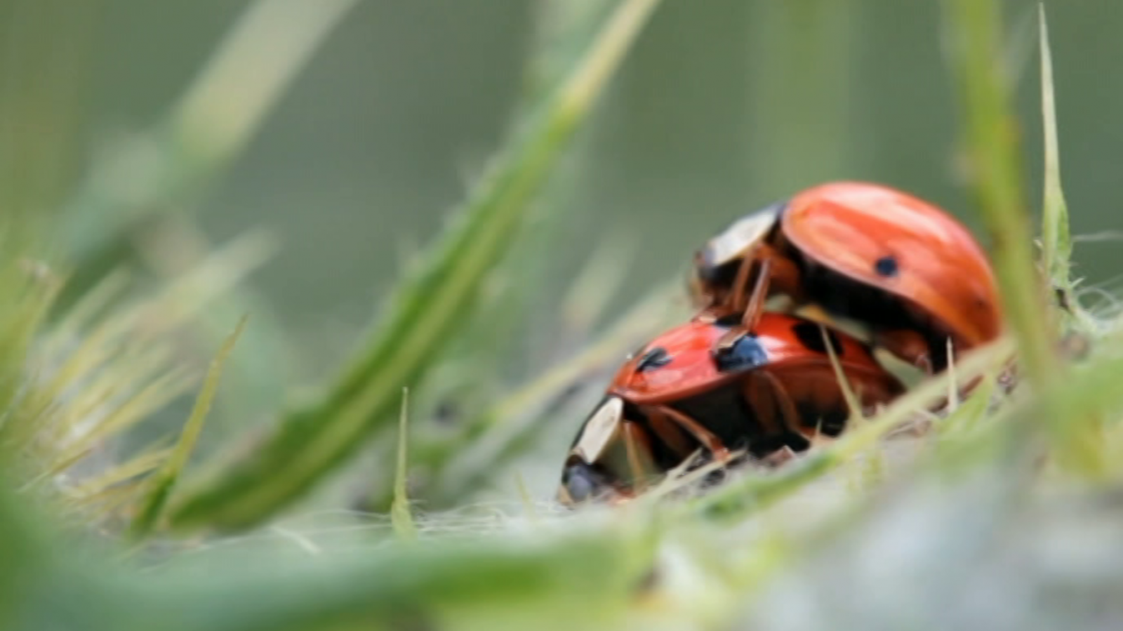 El escarabajo verde - El apocalipsis de los insectos