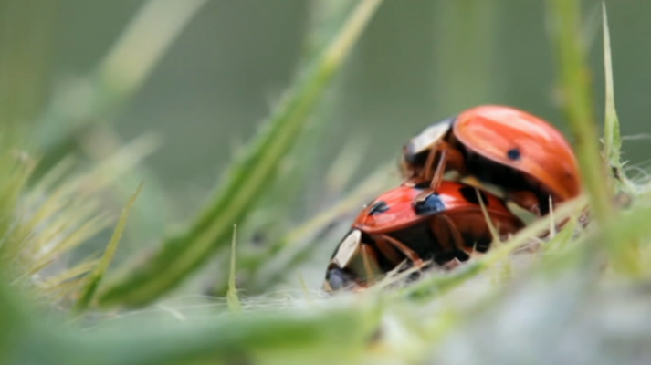 El apocalipsis de los insectos