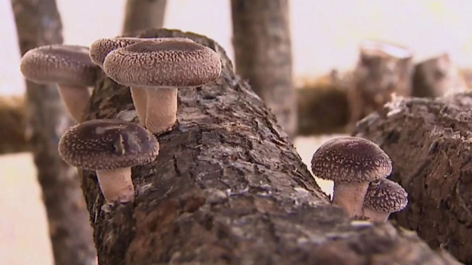 Agrosfera - 08/12/18  - ver ahora