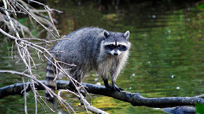 Grandes documentales - Las islas más salvajes: Vancouver, ríos de vida