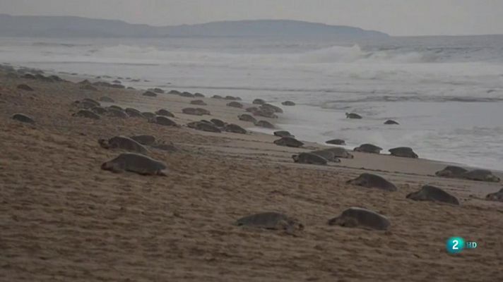 Día Mundial de los Animales