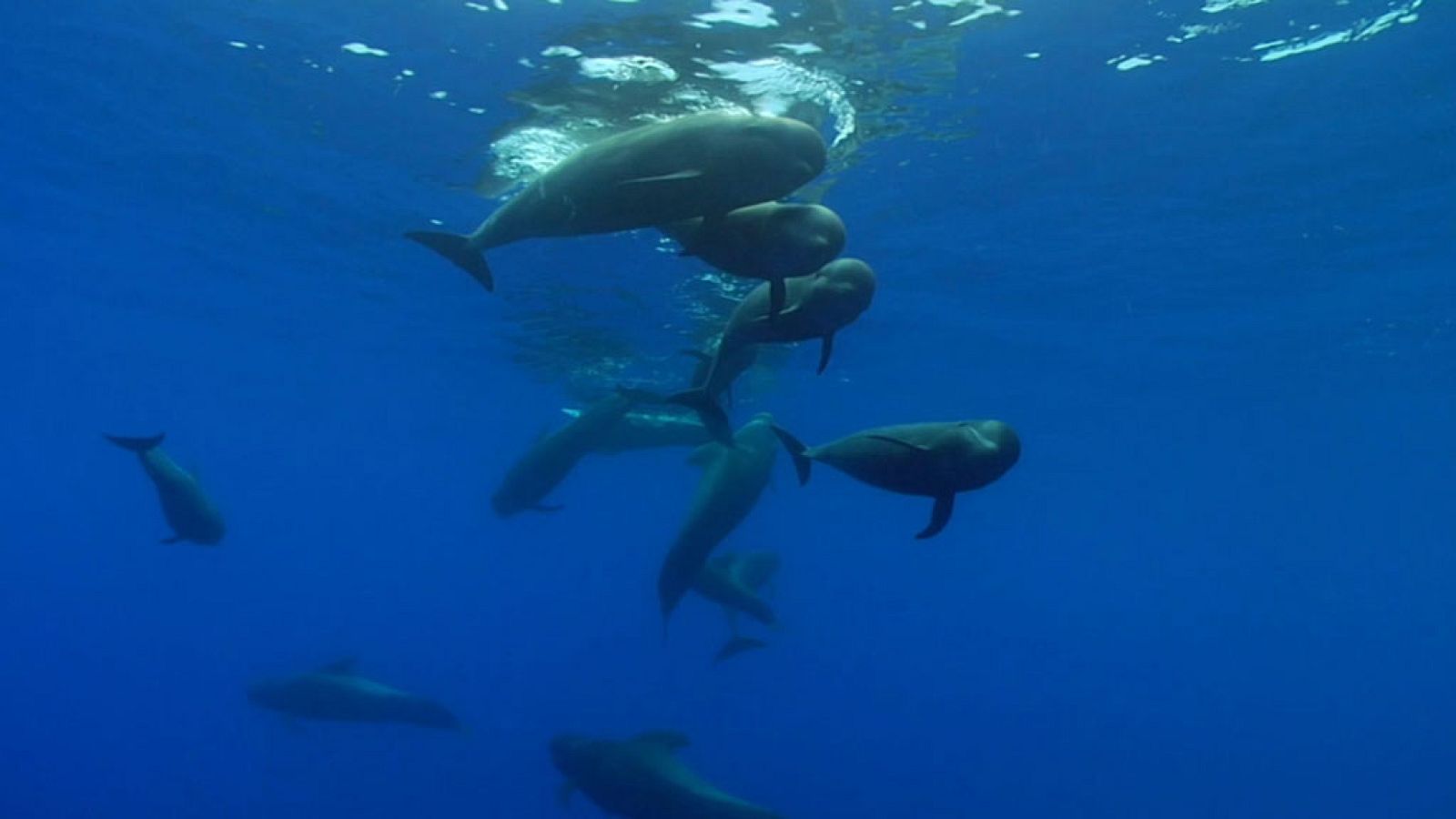 Grandes documentales - Los guepardos de las profundidades - ver ahora