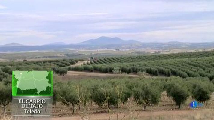 Aquí la Tierra - Montes de Toledo, aceite con pedigrí