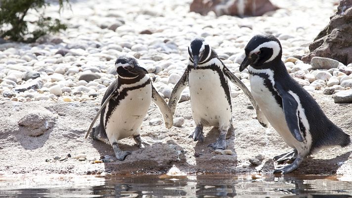 Las islas más salvajes:Malvinas, el paraíso de los pingüinos
