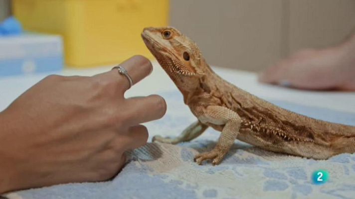 L'Hospital Veterinari del Mar