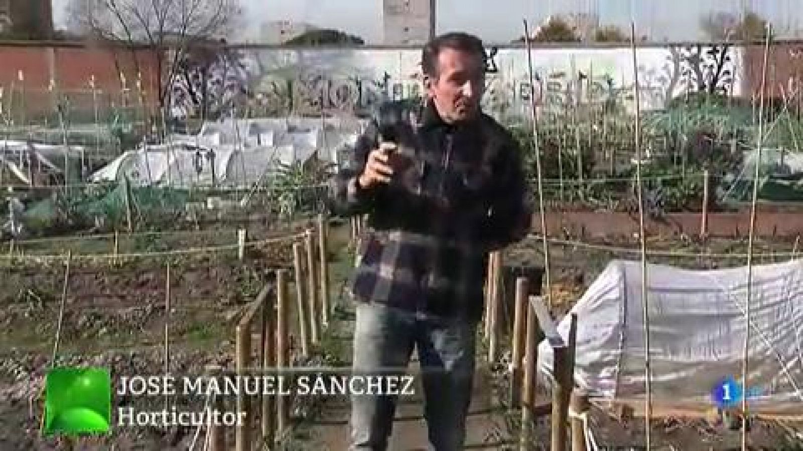 Una buena cosecha de escarola