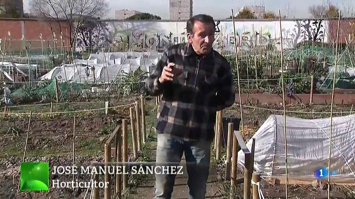 Aquí la Tierra - Una buena cosecha de escarola