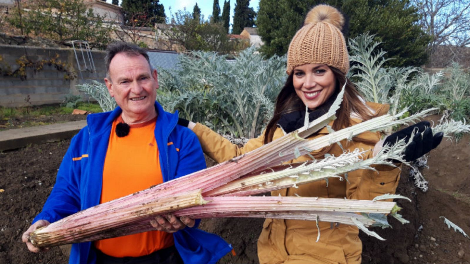 El cardo premium de Ágreda