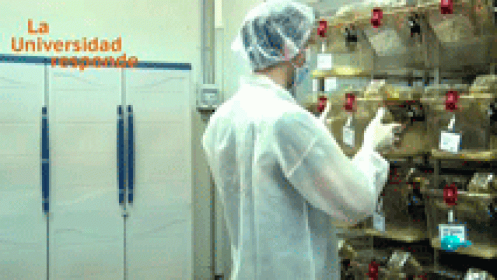 La aventura del Saber - ¿Por qué usamos animales en la investigación en biomedicina?