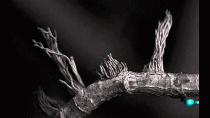 La aventura del Saber - Boek visual: Raúl Guillamón