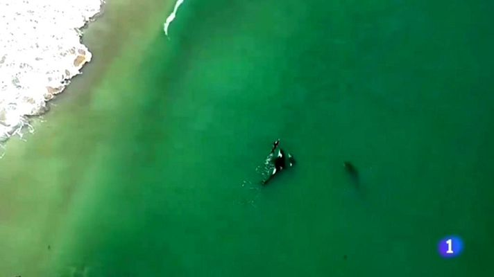  - Nadando entre orcas en Nueva Zelanda