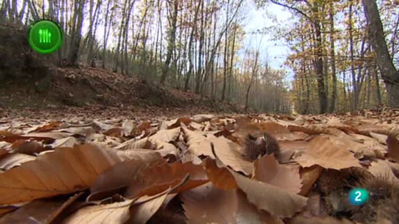 Con mucho gusto, Castañas