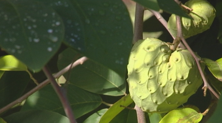 Hortofruticultura mejorada