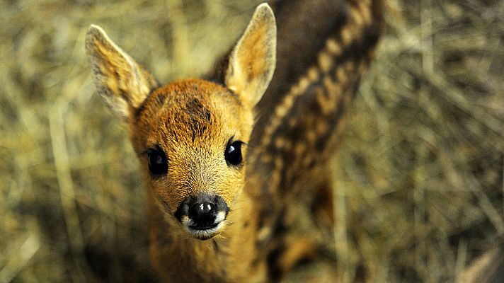 Telediario 1 - Un juez estadounidense condena a un cazador furtivo a ver la película 'Bambi' al menos una vez al mes
