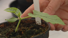 Lab24 - Propiedad Industrial y Hortofruticultura mejorada          