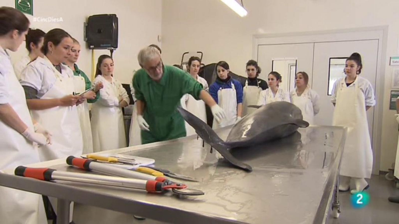 Cinc Dies A... - La Facultat de Veterinària de la UAB