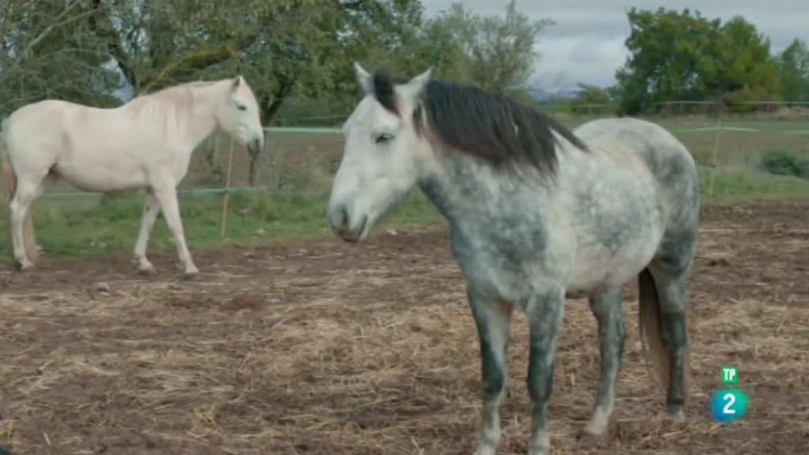 La meva mascota i jo - El refugi Cal Lari i la Protectora de Cavalls ADE