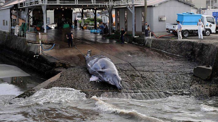 Japón reanudará la caza comercial de ballenas