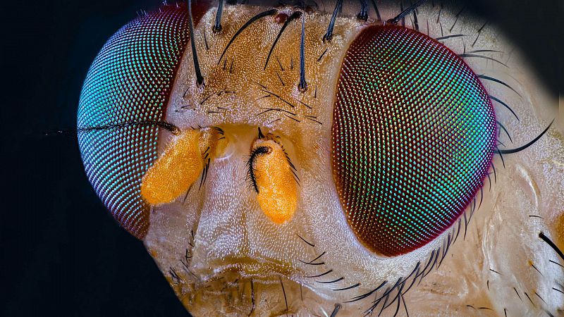 La fotomacrografía es una técnica fotográfica que permite captar hasta el más mínimo detalle del mundo que nos rodea.