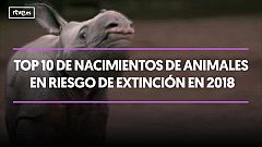 TOP 10 nacimientos de animales en riesgo de extinción