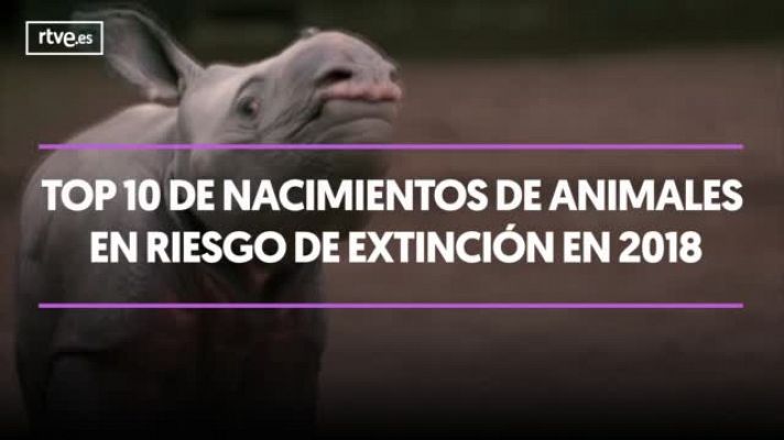 TOP 10 nacimientos de animales en riesgo de extinción
