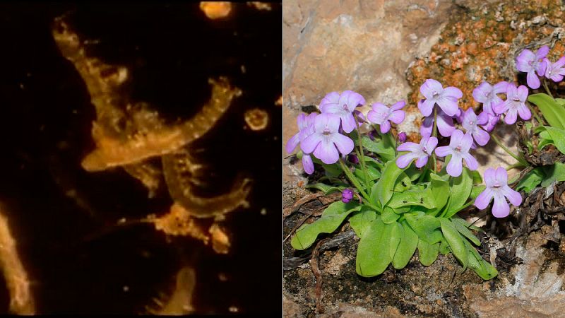 Una "gamba" minúscula y una planta carnívora, entre las nuevas especies descubiertas en España