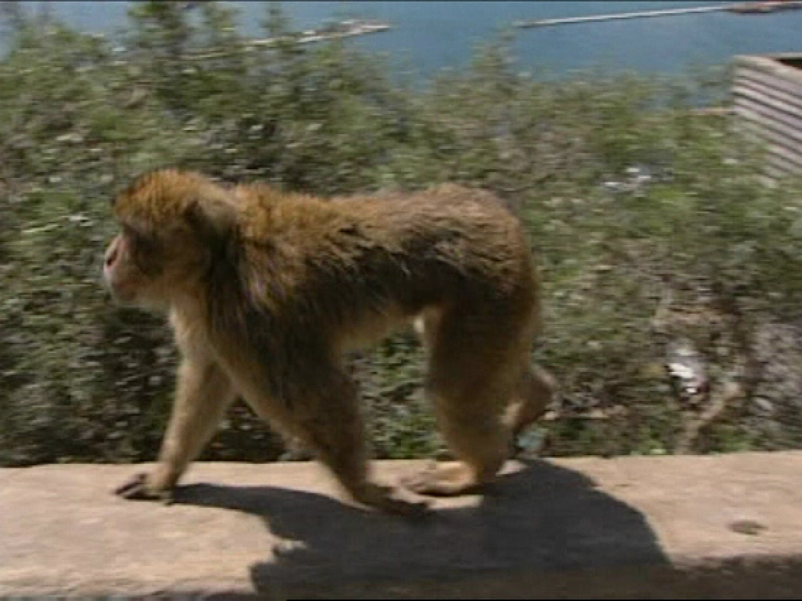 Gibraltar se harta de sus monos | Ver