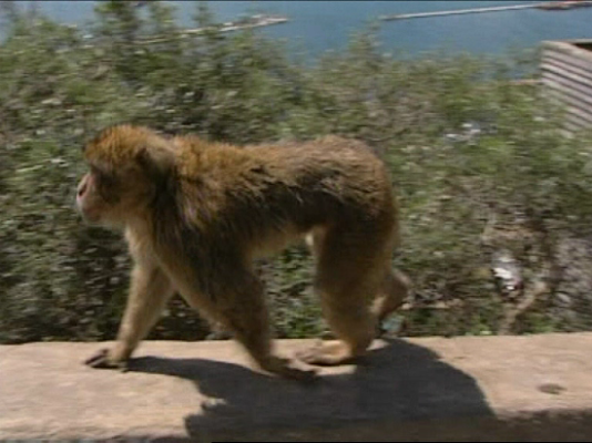 - Gibraltar se harta de sus monos