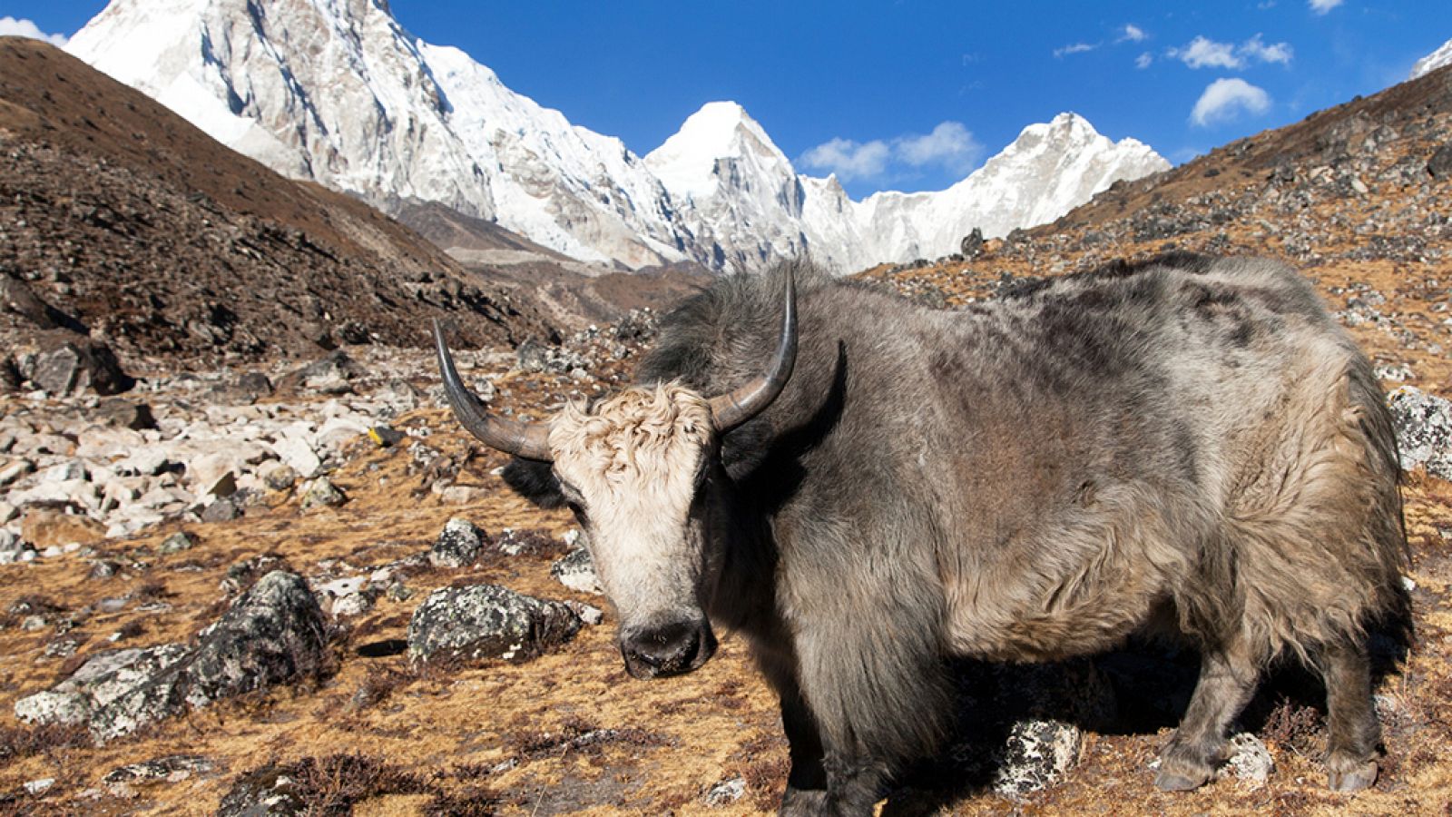 Otros documentales - Invierno en el Everest: La gran aventura - Everest sobrehumano - RTVE.es