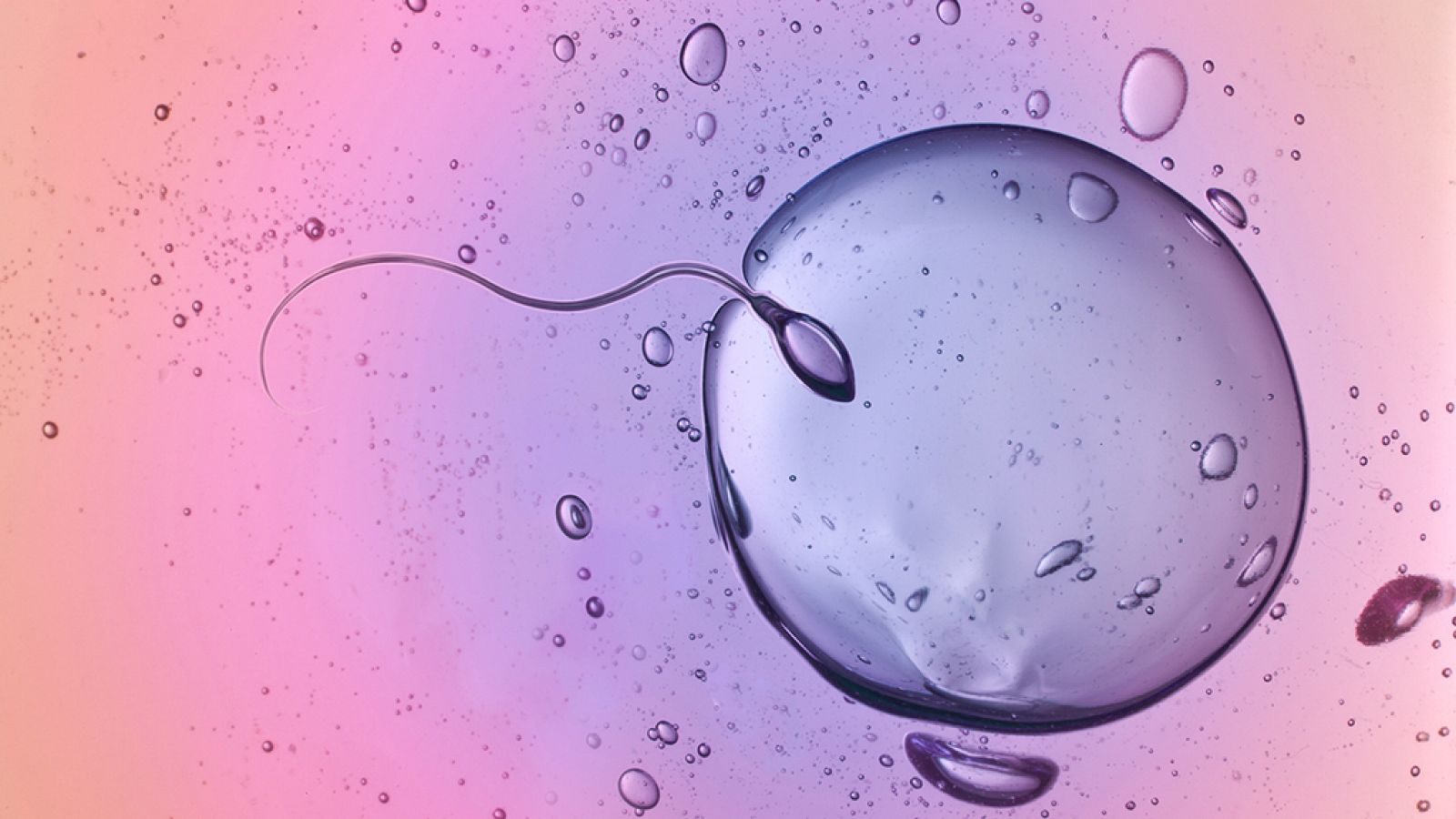 Documenta2 - Los nueve meses que te hicieron: Las primeras ocho semanas - ver ahora