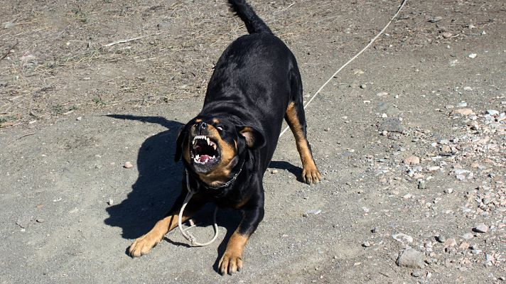 Telediario 1 - Muere el anciano de 81 años atacado por tres perros rottweiler
