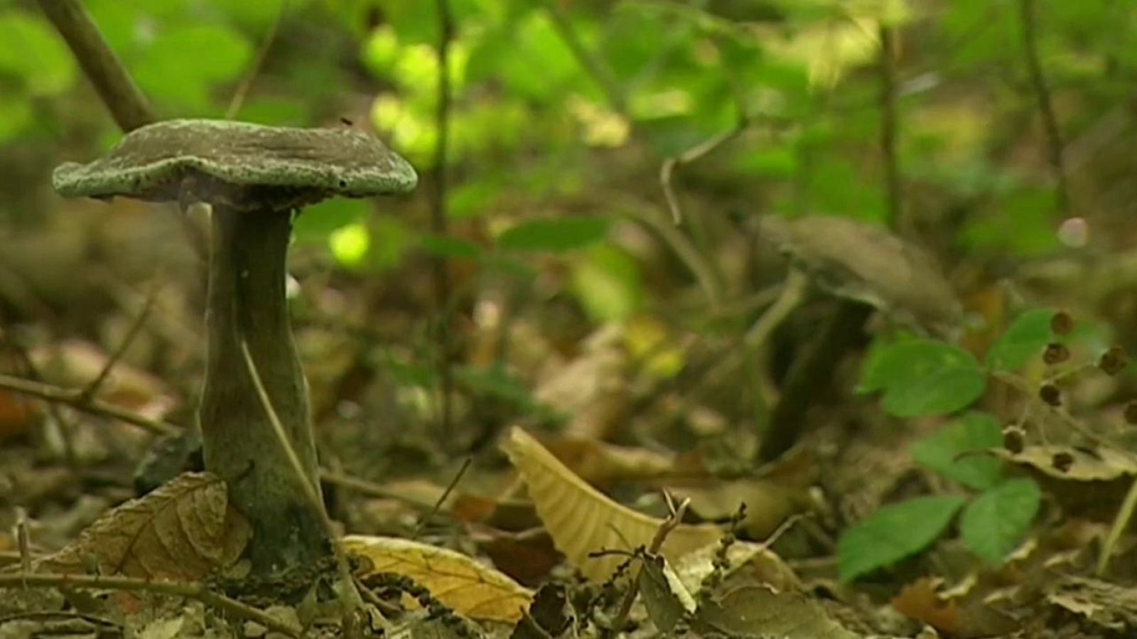 Cuadernos de paso - Cuaderno de los Oscos - ver ahora