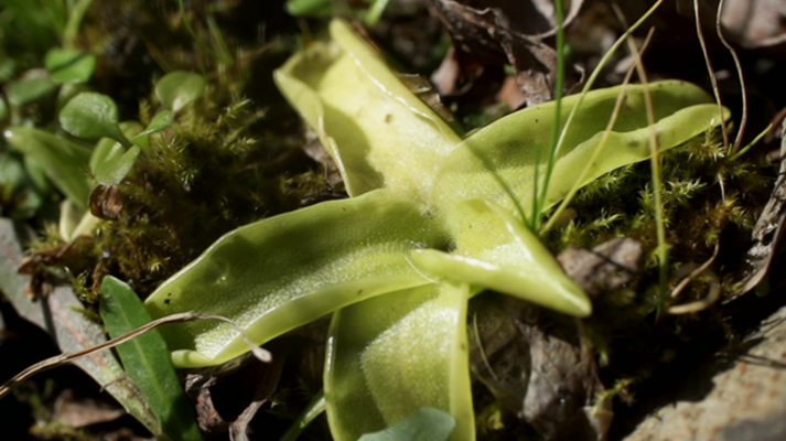 El señor de los bosques - Campas de Arraba. Parque Natural de Gorbea