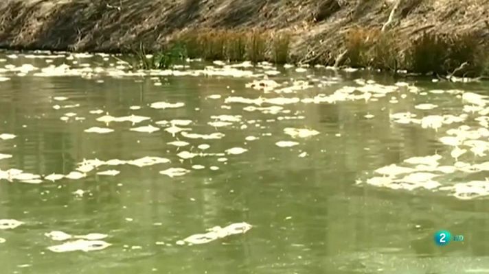 Peces muertos en los ríos Darling y Murray de Australia
