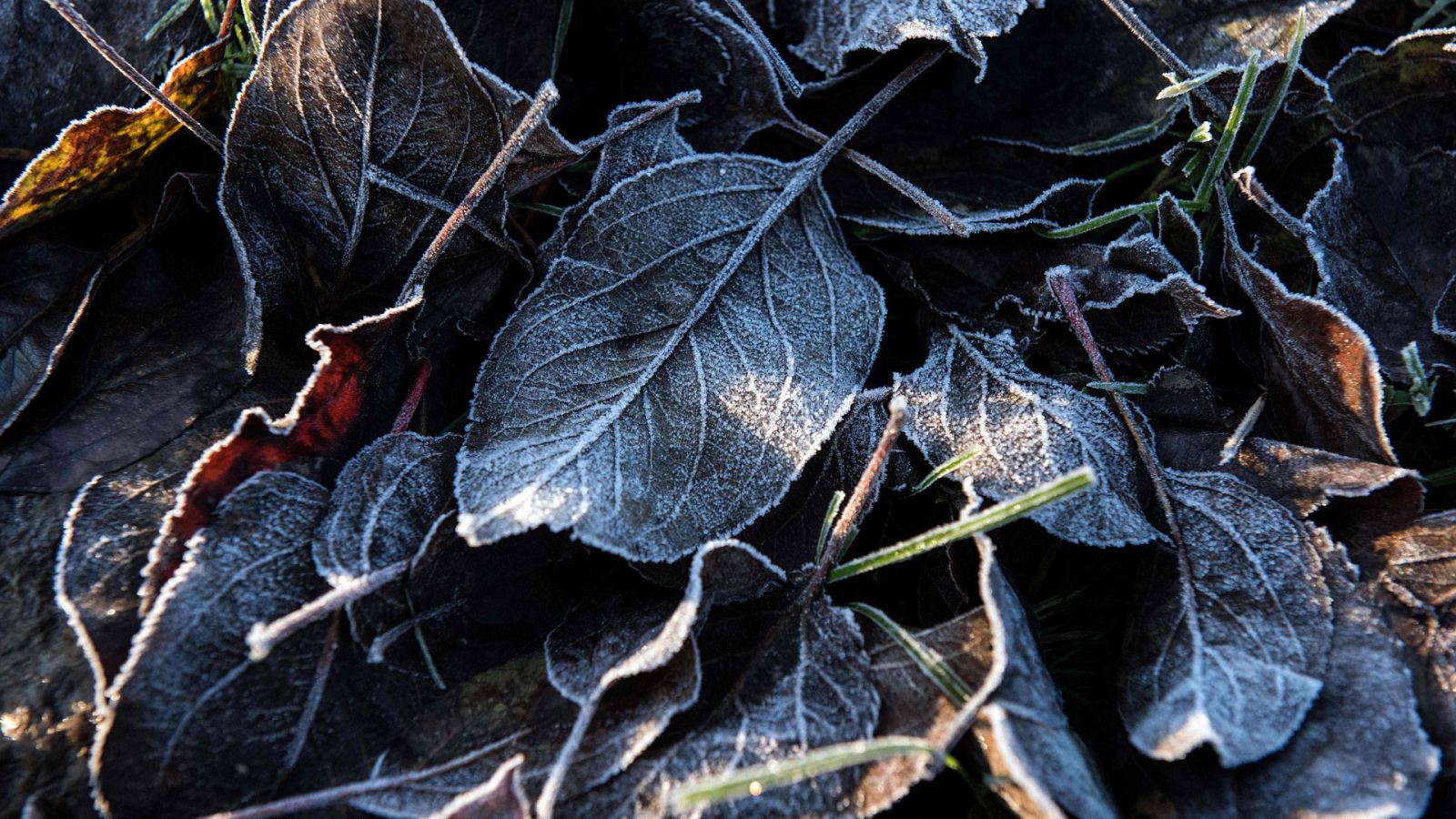 El Tiempo en la Comunidad de Madrid - 16/01/19 - ver ahora