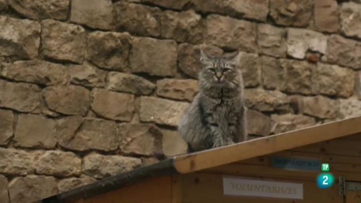 La meva mascota i jo - El jardinet dels gats