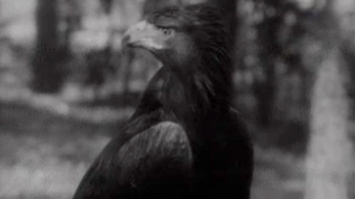 El águila real