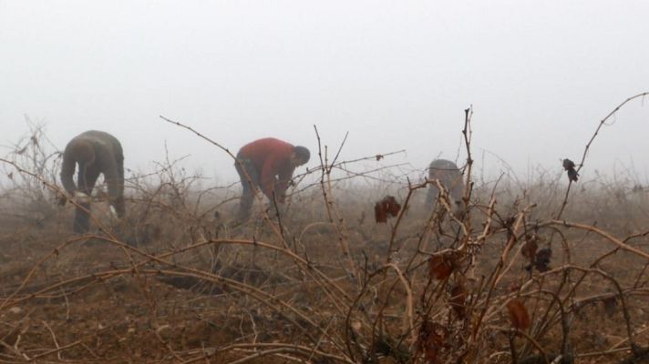 Aquí la Tierra - Recuperamos viñedos centenarios