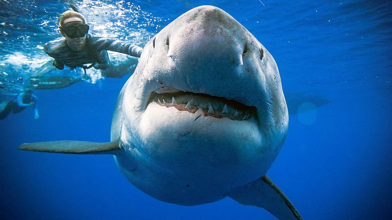 Deep Blue, el tiburón blanco más grande del mundo, aparece en Hawai