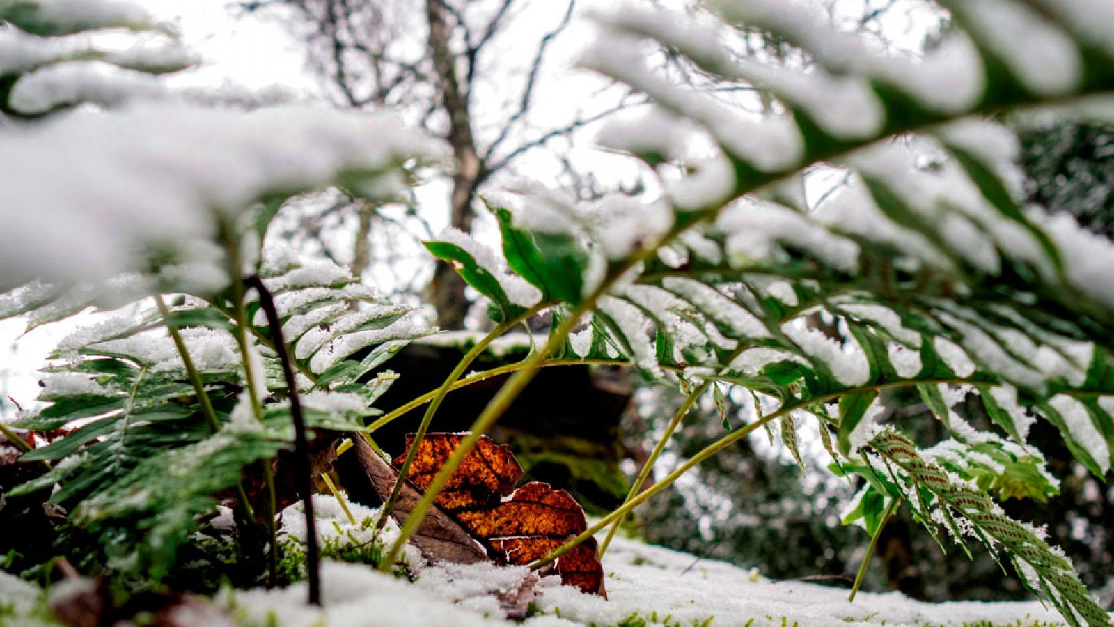 El tiempo: La nieve pone en aviso a 13 provincias pero solo León está en alerta naranja | RTVE Play