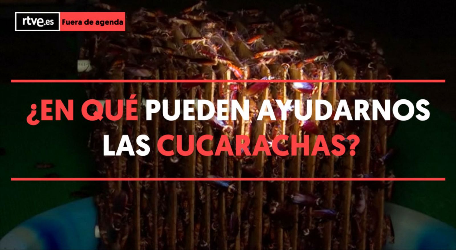 Las cucarachas pueden contribuir de múltiples formas al medio ambiente y a la salud humana