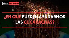 Las cucarachas pueden contribuir de múltiples formas al medio ambiente y a la salud humana