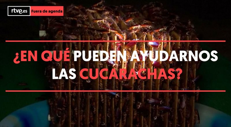 Las cucarachas pueden contribuir de múltiples formas al medio ambiente y a la salud humana