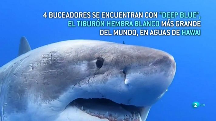 Deep Blue, la tiburón blanca